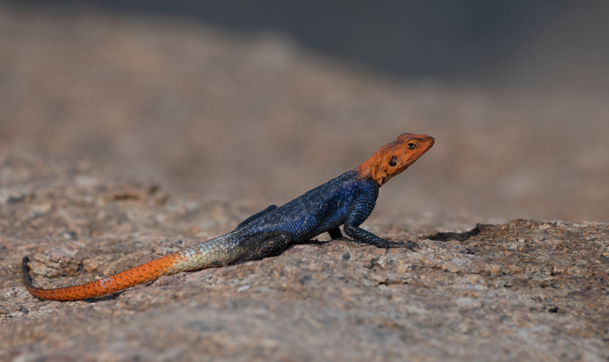 Namibische Felsen Agame, Männchen  (Agama planiceps)